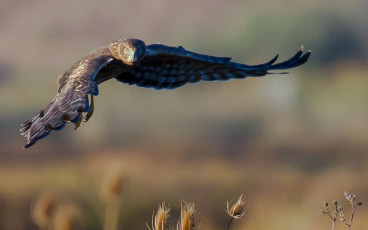 Northern Harrier - Hunting Low and Slow