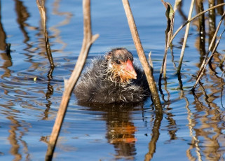 Baby Coot