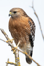 Red-shouldered-hawk