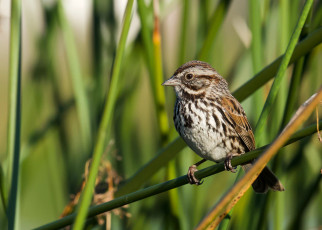 Song Sparrow In Morning Light