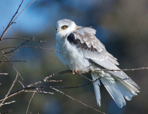 White Tailed Kite Warming in Early Sun