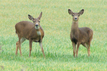 Columbian Black-tailed Deer