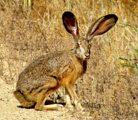 Black-tailed Jackrabbit