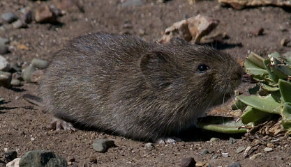 California Vole