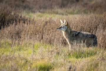 Coyote