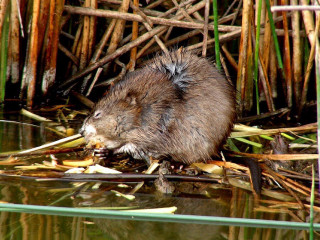 Muskrat