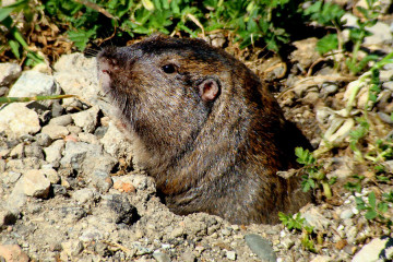 Northern Pocket Gopher