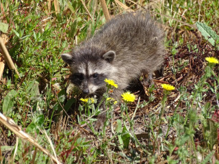 Raccoon (juvenile)