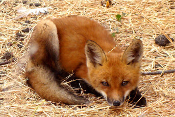 Red Fox (kit)