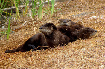 River Otter, parent with pups