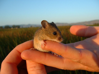 Salt Marsh Harvest Mouse