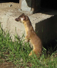 Long-tailed Weasel