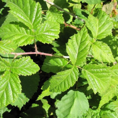 California Blackberry Rubus ursinus. Deciduous to evergreen mounding or prostrate shrub. Stems round, root at tips, prickles weak, slender, straight. Leaves simple or compound usually in groups of 3, sometimes 5, underside vein bears thin, red spines at regular intervals. Sparse white male and female flowers on separate plants, so berries not abundant. Sweet, edible fruits purple, red, or black, food for diverse wildlife.