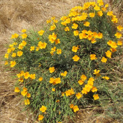 California Poppy Eschscholzia californica. State perennial flower found on arid soils, tolerates serpentine soil. Leaves alternately divided into round, lobed segments. Blooms throughout summer. Orange petals close at night. Coastal variety more yellow. When fruit dry out, they split and pop out seeds spreading several feet. Travelers are advised not to eat any food with poppy seed since it can trigger a false positive in drug testing.