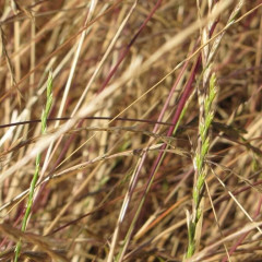 Italian Wild Rye, Rye Grass Festuca perennis (Lolium multiflorum). Widespread nonnative grass in fields, roadsides, disturbed areas across temperate world since widely planted as cover crop, forage, and lawn. Found in high and middle brackish tidal marsh zone. Can form dense mat monoculture. Narrow solitary spike 4-12″ long, regularly spaced alternately arranged spikelets attach edgewise directly to flowering stem.