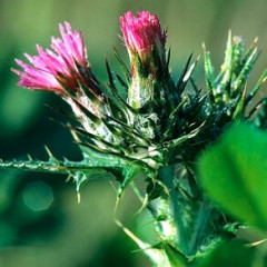 Italian Thistle Carduus pycnocephalus. Winter annual or biennial starts as rosette with taproot then develops tall prickly winged stems up to 6′ tall. Prickly, lanceolate leaves deeply cut into 2-5 pairs of spiny lobes, grow on stem. Flower heads thimble-sized, pink to purple flowers clustered in groups of 2-5 covered with densely matted, cobwebby hairs. Dense infestations and spines discourage foraging by stock and wildlife.