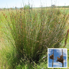 Pacific Rush, Spreading/Soft Rush Juncus effusus. Juncus patens. Occurs in damp woods, bogs, wet pastures, and acidic soils. Thin round stems form thick clumps 1 m tall, with J. patens darker green and more definite ridges on stem. Rich brown color at base of stems. Many flowers form in compact spikelets located 2-4 cm from tip of stem. Used in low water landscapes. Stems used in basket weaving, mats, thatching, ropes