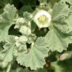 Alkali Mallow Malvella leprosa. In contrast to annual mallows, alkali mallow is a perennial with deep extensive root system. White-hairy stem up to about 2′ long, spreading along the ground, hairs star shaped. Leaves alternate, fan or kidney shaped, lobed and wavy along edges, 0.5-2″ wide with asymmetric base stalks 0.5-1″ long. Five petal flowers with cup-shaped corolla up to 0.7″ long in shades of white or pale yellow.