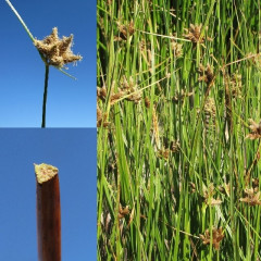 Alkali/Saltmarsh Bullrush Bolboschoenus (Scirpus) maritimus. Perennial in low to mid elevations in marshes. Large dense clonal stands. Tolerates alkaline (pH 9) and saline sites. Triangular stem, compact flowerheads with 3 long leaf like bracts. 1 cm wide, elongated leaves on bottom 2/3 of stem. Competes with tule and pickleweed.