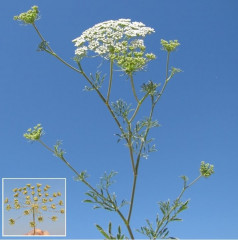 Greater Ammi, Queen Anne's Lace Ammi majus. Annual/biennial, like water hemlock & wild carrot, upland. TOXIC to livestock/water fowl – contains furocoumarins, nitrates. Glabrous stems 3′ tall with taproot. Glabrous compound leaves pinnately dissected 1-3 times, leaflets lanceolate, 0.25-1″ long, margins serrated, upper leaflets linear. Small white flowers, 5 petals, on compound umbels, 20-60 clusters, spreading, bracts pinnately dissected and linear. Fruits ovate with narrow ribs. Cultivated for dry flower arrangements, medicinal.