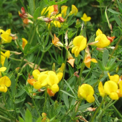 Bird's-Foot Trefoil Lotus corniculatus. A mat-forming perennial with stems up to 3′ long. Yellow flowers –pea type, orange center on some. Foliage is distinct blue green color with 5 leaflets. Tap root and lateral roots develop nitrogen fixing nodules. Cultivars used for pasture forage and hay.