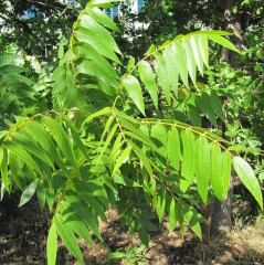 Black Walnut Juglans hindsii. Deciduous, planted by Native Americans near their homes. Leaves 1′ long with 13-21 leaflets, dentate margins, unpleasant fragrance. Vein angles bear tufts of hair. Nut has smooth, brown, thick shell containing small edible nutmeat. Hybridizes, only 3 natural, genetically pure groves remain of true N. Ca. species. Attractive to wildlife, resistant to oak root fungus, rootstock for English Walnut.