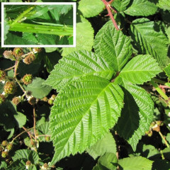 Himalayan Blackberry Rubus armeniacus. Sprawling rounded evergreen shrub, to 10′ tall. Spreads by roots and runners into large impenetrable patches. Stems up to 0.7″ thick, 5-angled, with many sharp, stout spines. Pinnately compound leaves, 3 to 5 leaflets, dark green upper surface and whitish underside covered in dense short hairs. Introduced in 1885 from India by Luther Burbank, spread by birds, displaces native species.