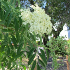 Blue Elderberry Sambucus nigra. Deciduous shrub/small tree, to 20′ tall with single or multiple trunks. Opposite leaves pinnately compound with 5-9 elliptical, finely toothed leaflets, each 1-6″ long. Leaves smell can be “stinky” to “pleasant. Bunches of creamy-white flowers in flat-topped clusters have strong, unpleasant odor, attract many pollinators. Dull, bluish berries in summer or fall are edible, important food for wildlife.