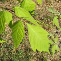 Boxelder Acer negundo. Riparian, deciduous, fast-growing tree to 60′ tall. Short trunk, wildly spreading branches, broad rounded crown like maples. Leaves pinnately compound with clusters of 3-5 leaflets, opposite, thin, shallowly lobed, light green. Male and female flowers on separate trees. Flowers in long, drooping clusters. Maple-like seeds attract some small birds. Follows cottonwood and willow species in colonizing stream banks.