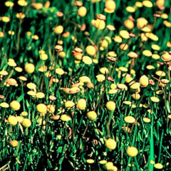 Brass-Buttons Cotula coronopifolia. Found in muddy, anoxic (low oxygen) wetlands and brackish water, salt tolerant. Flat fleshy leaves store water during saline inundation. Red stems with green, blade shaped leaves with shiny cuticle (wax covering). Petal-less flower heads bright yellow discs look like buttons. Can reproduce by seeds or sprouting roots at stem joints.