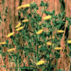 Bristly Ox-tongue Helminthotheca echinoids. Up to 1 m tall with coarse branching stems with milky sap . Young plant with rosette leaves before bolting in Spring. Stem leaves oblong, alternate, 5–20 cm long, evenly bristly. Yellow flowers like dandelions. Rubbing the plant on skin can cause a severe rash . Has been used as an antihelminthic treatment for internal worm/nematode parasites.