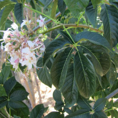 California Buckeye Aesculus californica. Deciduous tree/shrub with many low branches, rounded crown. Trees leaf out early spring and can drop leaves in hot summer. Dark green, palmate compound leaves with 5-7 leaflets. Candle-shaped clusters of flowers. Leathery pear-shaped fruits open to release glossy brown seeds. All plant parts toxic, but hummingbirds sip nectar; squirrels, chipmunks can consume seeds.