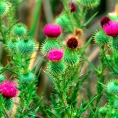 Bull Thistle Cirsium vulgare. Branching, erect biennial, 2-6′tall with taproot. Stems stiff and thorny. Leaves rosette first year, mature leaves deeply lobed and hairy that end in extended, very sharp thorns and are beige in color. Blooms second year from June to September with large solitary purple gumdrop-shaped flower heads, spines extend all around base.