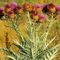 Cardoon, Artichoke Cynara cardunculus. Also called Artichoke Thistle. From Mediterranean area, grown as a vegetable in older times and used in landscaping currently. Large, deeply lobed leaves, with white downy hair making them pale grey green in color. Leaves, stems and fruit spiny – causes pain. Large violet-purple flowers in capitulum.