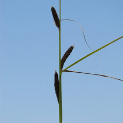 Basket Weave Sedge, Santa Barbara Sedge Carex barbarae. Clonal sedge growing from rhizomes, found in riparian areas. Green, triangular stems, up to 3′ tall. Tough narrow leaves with shredding, red-spotted or purple basal sheath. Erect and drooping spikes up to about 3″ long with long bract exceeding length of spikes. Birds will eat seeds and use grass fibers for nesting. Used for stream bank stabilization, eco-restoration. Long rhizomes used for traditional basket weaving.