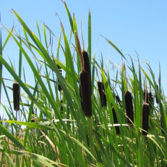 Common/Broadleaf Cattail Typha latifolia. Obligate wetland in fresh water up to 2.6′ depth. Intrudes into marshes when salinity decreases. Up to 10′ tall with broad leaves ¾ to 1½ inch wide. Yellowish, club-like spike of tiny male flowers extending directly above a brownish cylinder of female flowers. Can block channels. Used as a bioremediator to absorb pollutants in water treatment ponds. Native Americans made baskets, canoes, pillows, and more. Birds use cottony seeds for nesting.