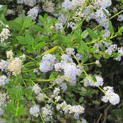 California Lilac Ceanothus, spp. Large, diverse genus. Shrubs 1-6′ tall. Small oval leaves, glossy upper surface, with most species having 3 parallel veins and serrated edges. Tiny flowers in dense clusters bloom Mar-May look like tiny lilacs. Seed bearing capsules explode with audible ”pop” on hot days, scattering seeds. Many insects attracted to flowers. Birds and small mammals attracted to seeds.