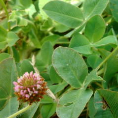 Clover Trifolium spp. There are over 200 species in the genus Trifolium, Nonnative introduced from Europe used in agriculture and lawns. Leaves usually trifoliate. White clover, R. repens, used to be added to lawn seed before synthetic fertilizers since they are nitrogen fixing plants with symbiotic bacteria in the root nodules. A favorite plant for native and honey bees.