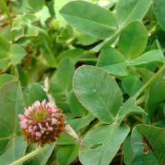 Clover Trifolium spp. There are over 200 species in the genus Trifolium, Nonnative introduced from Europe used in agriculture and lawns. Leaves usually trifoliate. White clover, R. repens, used to be added to lawn seed before synthetic fertilizers since they are nitrogen fixing plants with symbiotic bacteria in the root nodules. A favorite plant for native and honey bees.