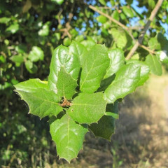 Coast Live Oak Quercus agrifolia. Broad dense rounded crown, trunk erect or with widely spreading branches, which are often massive, gnarled. Leaves leathery, deep green, oblong to oval, 1-2.5″ with entire to toothed margins, upper surface strongly convex, paler beneath, with hairy-tufted vein axils. Wind pollinated. Single-seeded nuts 0.5-1.4″ called acorns, slender, conical. Flowers Feb-April, fruits mature Aug.- Oct. Important food source and habitat for many bird species.