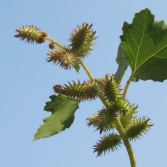 Cocklebur Xanthium strumarium. Common annual weed to 1.5 m tall with thick taproot that likes moist, disturbed areas. Large leaves with distinctive scent, broadly triangular, weakly three lobed, rough to the touch. Spineless stems. Large football shaped burred fruit mostly 0.5 to 1.7″ long with beaklike hooks at tip were the inspiration for Velcro. Toxic to livestock, burs a boon to sheep wool cleaning.