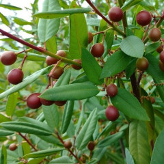 Coffeeberry Frangula californica. Rounded compact evergreen shrub 2-6′ tall. Branches bright gray or brown; twigs smooth to finely hairy. Simple leathery leaves 2-4″ long, elliptic to ovate, generally alternate, maturing to dark green. White star-shaped flowers attractive to birds and butterflies. Fruit ripens from green to orange/red to black in August-October. When red resembles the berry of the coffee plant. Food for diverse species.