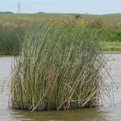 Common Tule/Bullrush, California Bullrush Schoenoplectus (Scirpus) acutus, Schoenoplectus (Scirpus) californicus. Wetland obligate, in standing fresh water marshes. Rhizomatous, dense monotypic colony, 10′ tall. Stems 0.5-1.0″ thick. Terminal panicle inflorescence. Difference: California Tule – bright green triangular stems, Common Tule – grey green round stem. Used in wastewater treatment ponds for erosion control and host of beneficial soil bacteria. Native Americans used tules for housing, boats, clothes, food, and more.