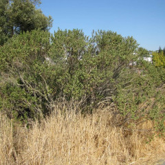 Coyote Brush Baccharis pilularis. Common upland evergreen 6-10′ tall round shrubs. Dwarf variety (2-4′ tall) planted along Adobe Creek. Leaves small, round to oval, hairless (glabrous), a little stick. Male flowers and female flowers on separate plants (dioecious) cover these plants in late autumn. Important food source and habitat for many species.