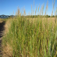 Beardless Wild Rye, Creeping Wild Rye Elymus (Leymus) triticoides. Common to dry to moist saline meadows, tolerates alkaline soils. Cool season, strongly rhizomatous, perennial grass, forming a monoculture sod 40 cm to 1 m tall. Long leaf blades green to blue green, stiff, roll up a little under dry conditions. Narrow long spike seed head, 5-15 cm long. Currently used for soil stabilization and wildlife habitat.