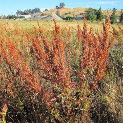 Curly Dock Rumex crispus. Common agricultural weed produces thousands of seeds, grows in wet, disturbed areas. New basal rosettes of leaves form in early winter over a taproot and the then grows erect unbranched stems 1.5-5′ tall which dies back in mid to late summer, turns distinctive rusty brown. Hairless leaves are alternate to one another along the stem. It has chemical defenses to reduce herbivory.