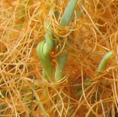 Saltmarsh Dodder Cuscuta salina. Parasitic plant, tapping wetland plants for nutrients using penetrating haustoria. Conspicuous orange yellow wire like stems blanket hosts, usually broadleaf halophytic herbs and subshrubs (Pickleweed, Gumplant). Patches can be seen from planes.