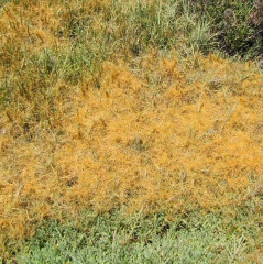 dodder-on-pickleweed-sq