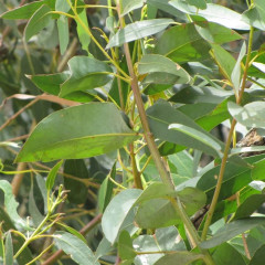 Blue Gum Eucalyptus globulus. Large Australian native introduced in 1800s for lumber, windrows. Elongate, waxy bluish-green leaves can be straight or slightly sickle-shaped, alternate and dangle from short stems. Used in medical products, foods, perfumes, toothpastes, industrial solvents. Entire tree flammable, explosive. Toxic to local wildlife, leading to low species diversity. Tree line on Ellis Creek used by nesting herons and egrets.