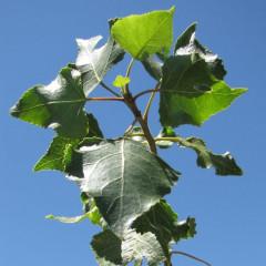 Fremont Cottonwood Populus fremontii. Riparian, 30-100’, 1-4′ trunk diameter. Leaves heart-shaped, white veins, coarse teeth on margins, hang on stems that are laterally compressed near blade so leaves flutter in wind. Young bark smooth, becoming deeply furrowed with whitish cracked bark. Flowers bloom March-April in drooping 2-6” catkins. Wind dispersed fruit attached to silky, cottony hair. Used in stream bank restoration, traditional medicine.